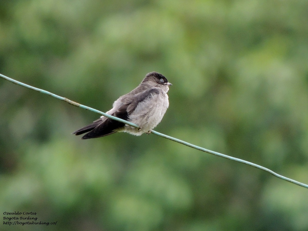Brown-chested Martin - Anonymous