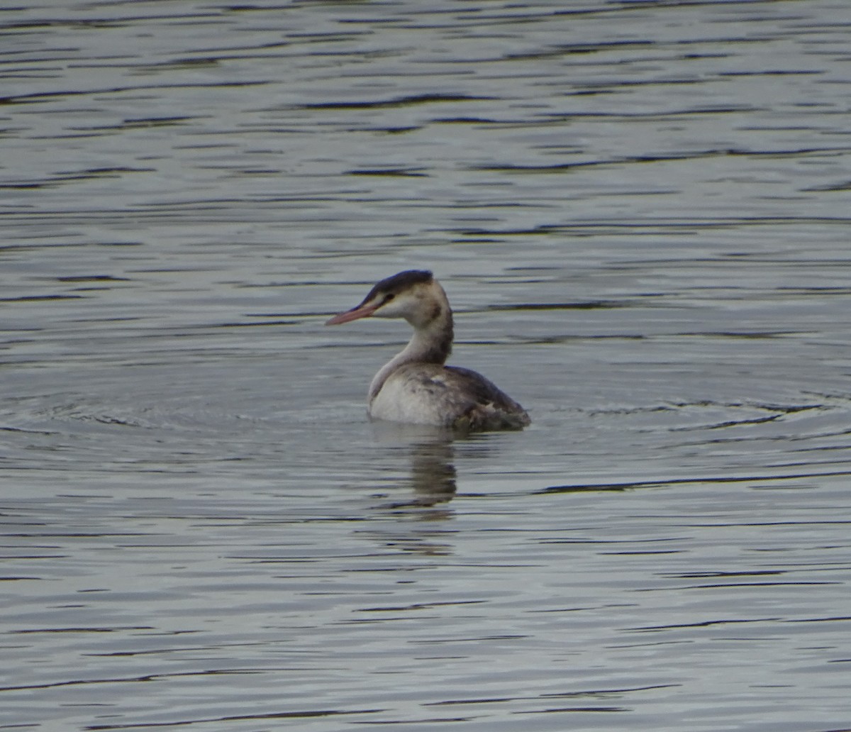 Great Crested Grebe - ML70576971