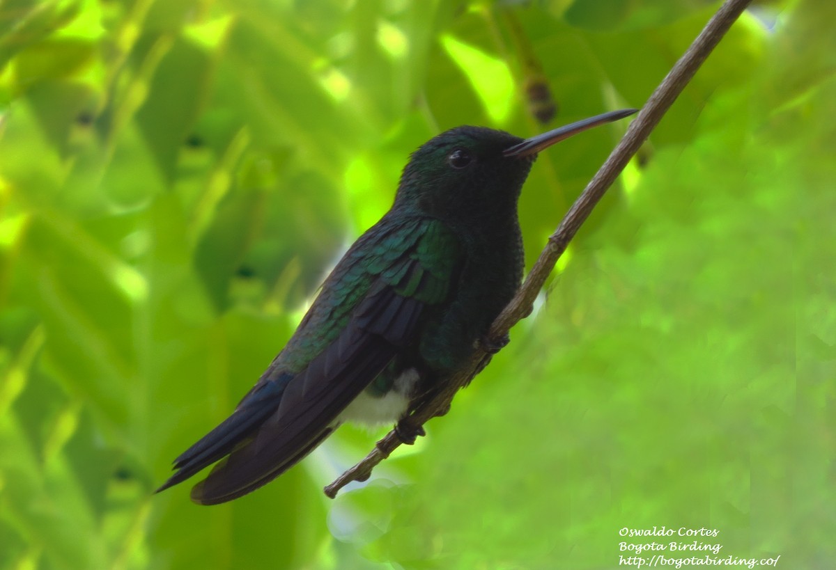 Sapphire-bellied Hummingbird - Anonymous