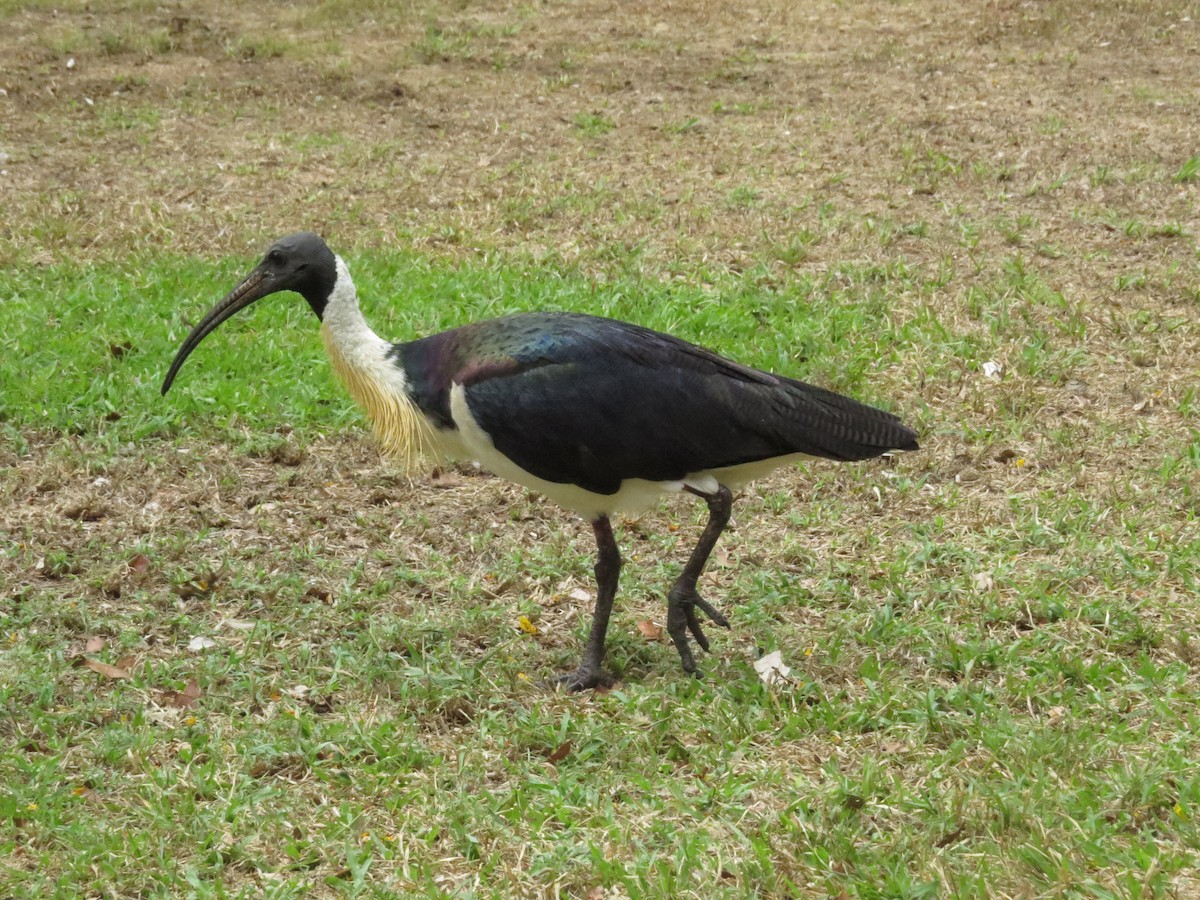 Straw-necked Ibis - Kevin Hannah