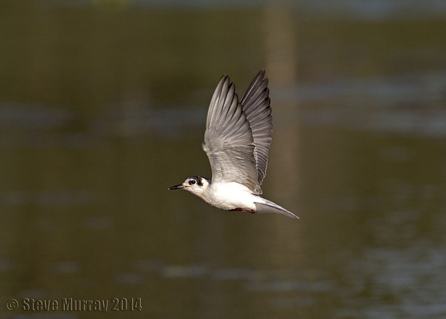 White-winged Tern - Stephen Murray