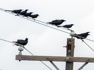 Adult (with Great-tailed Grackle) - Cullen Hanks - ML70579881