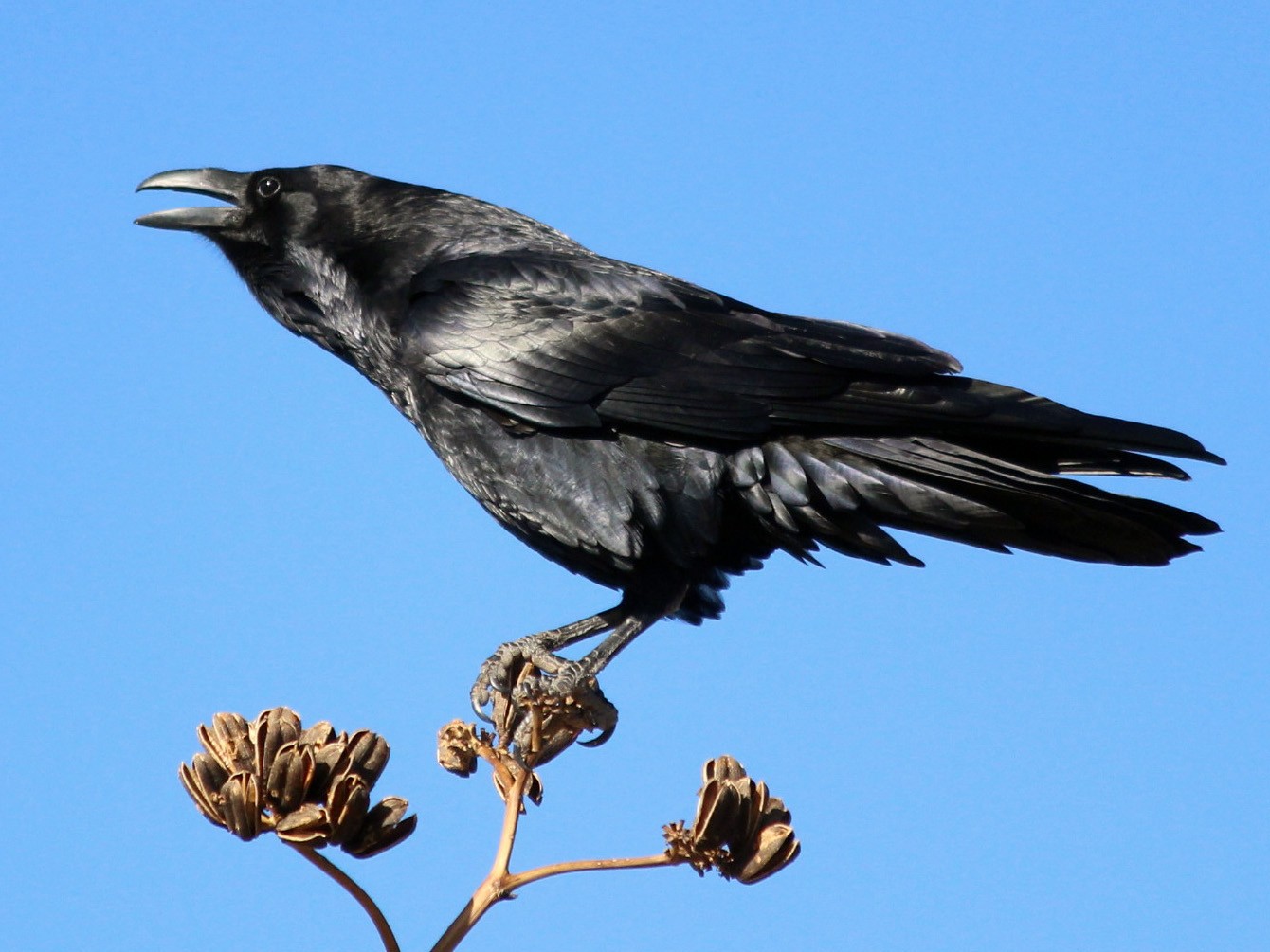 Chihuahuan Raven - B Maguire