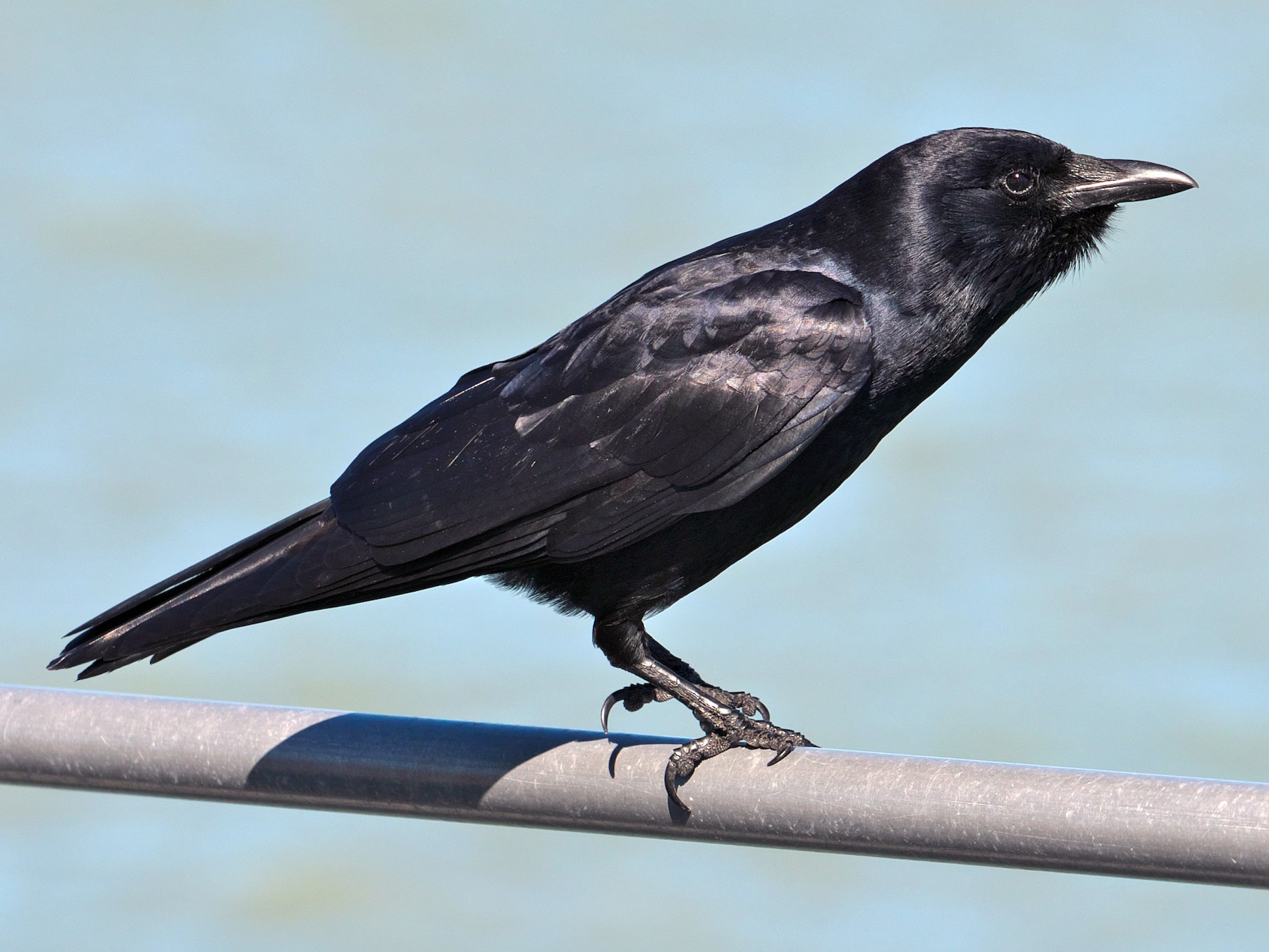 Fish Crow - eBird