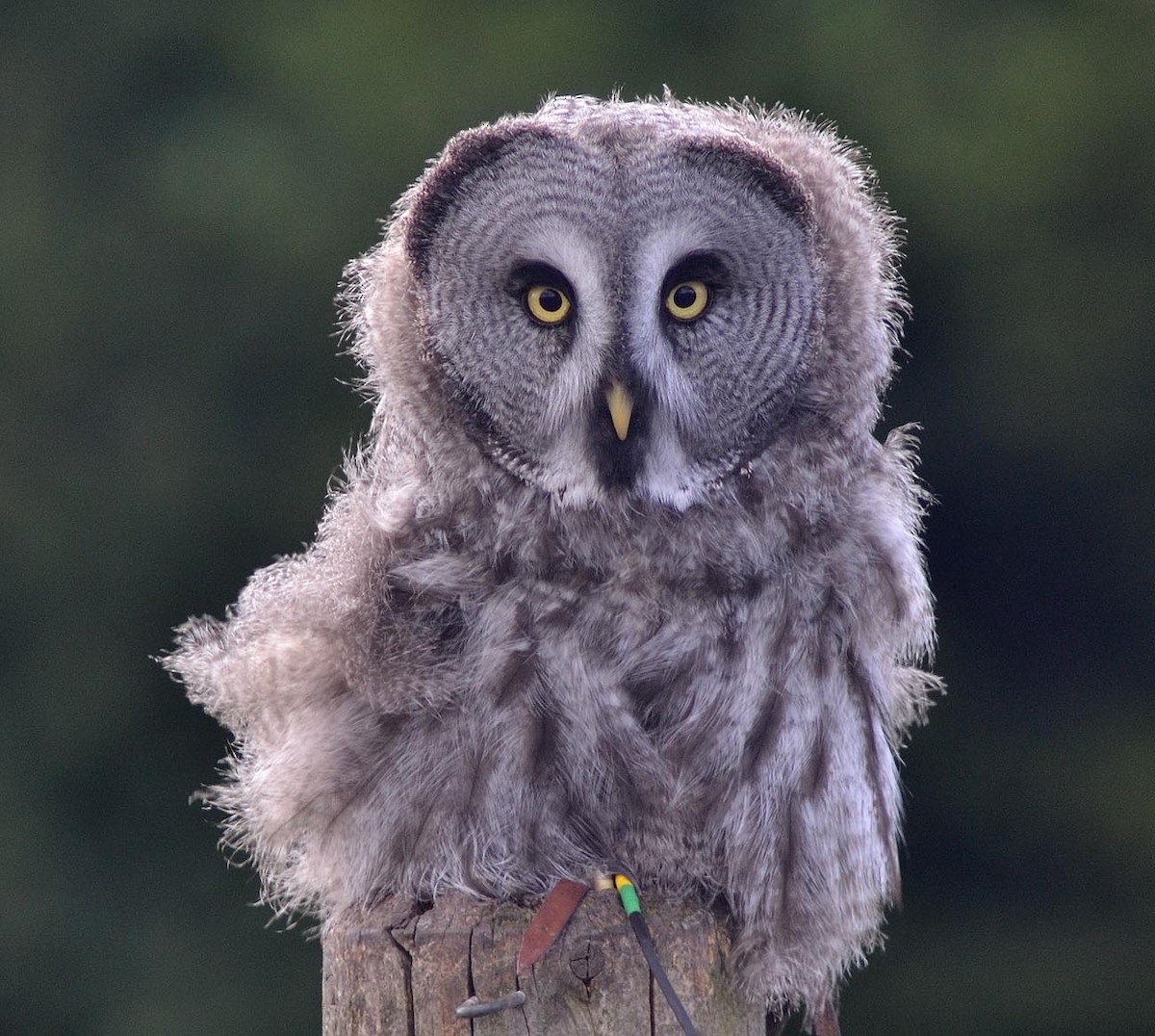 Great Gray Owl - A Emmerson