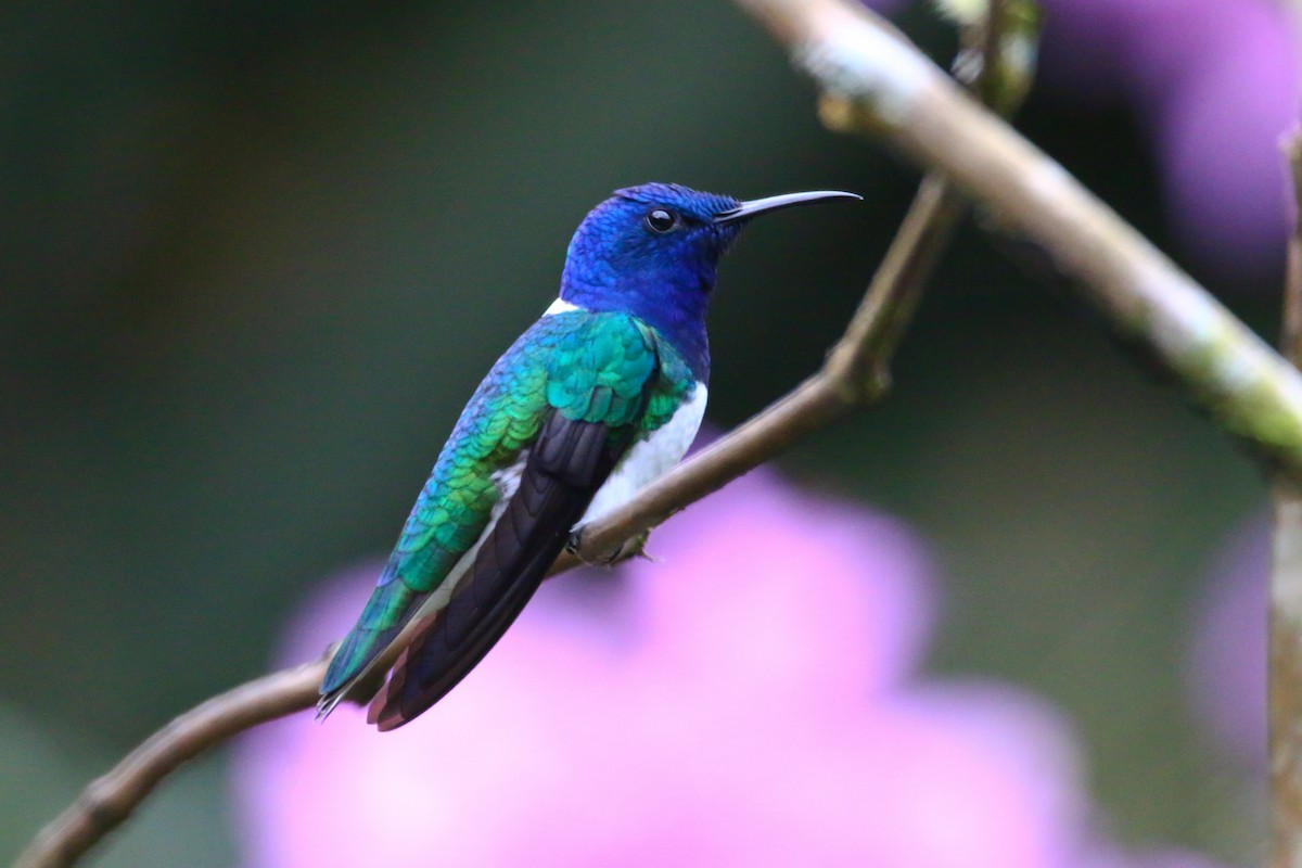 White-necked Jacobin - Devin Griffiths