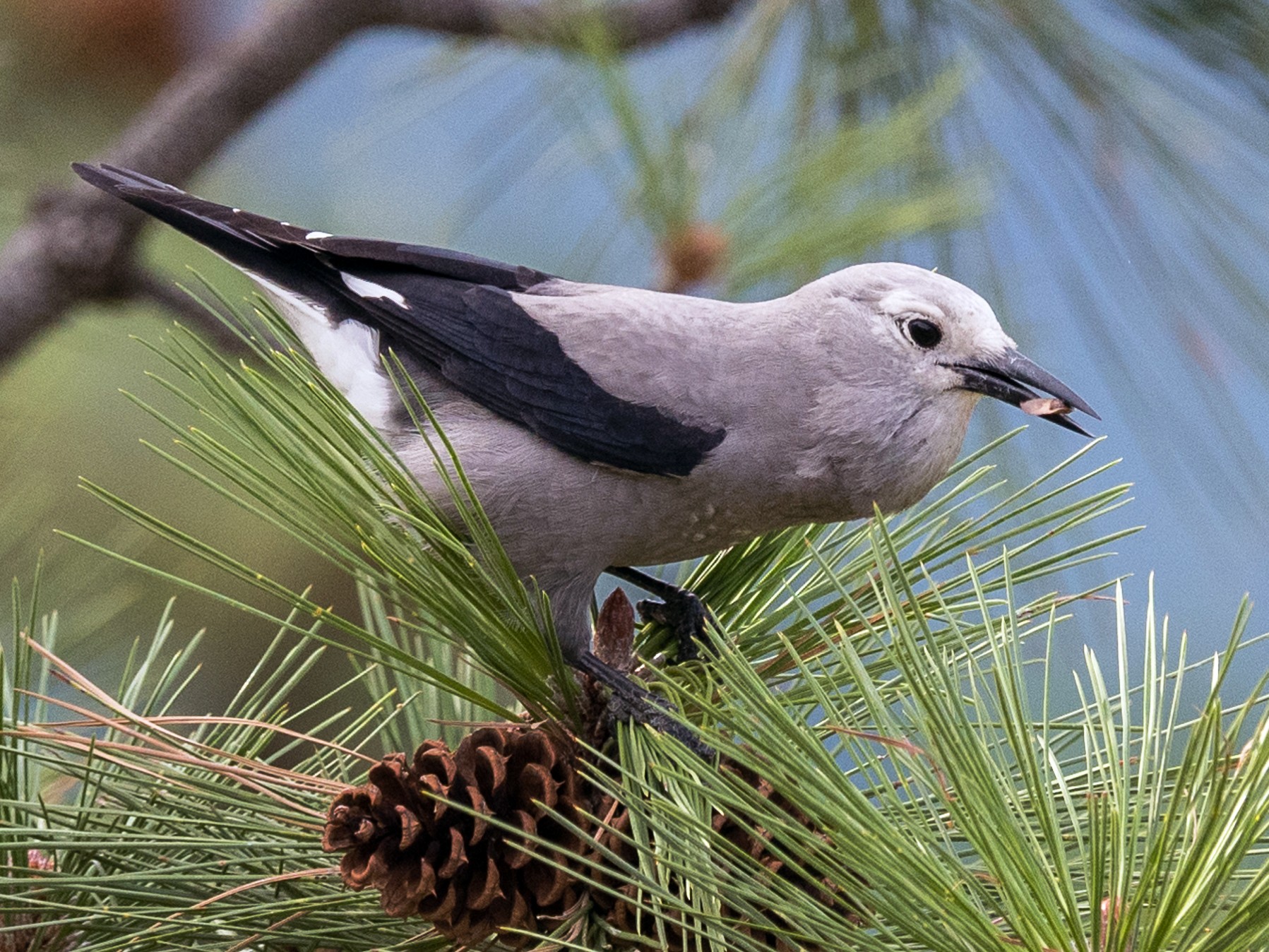 Clark's Nutcracker - Ian Routley