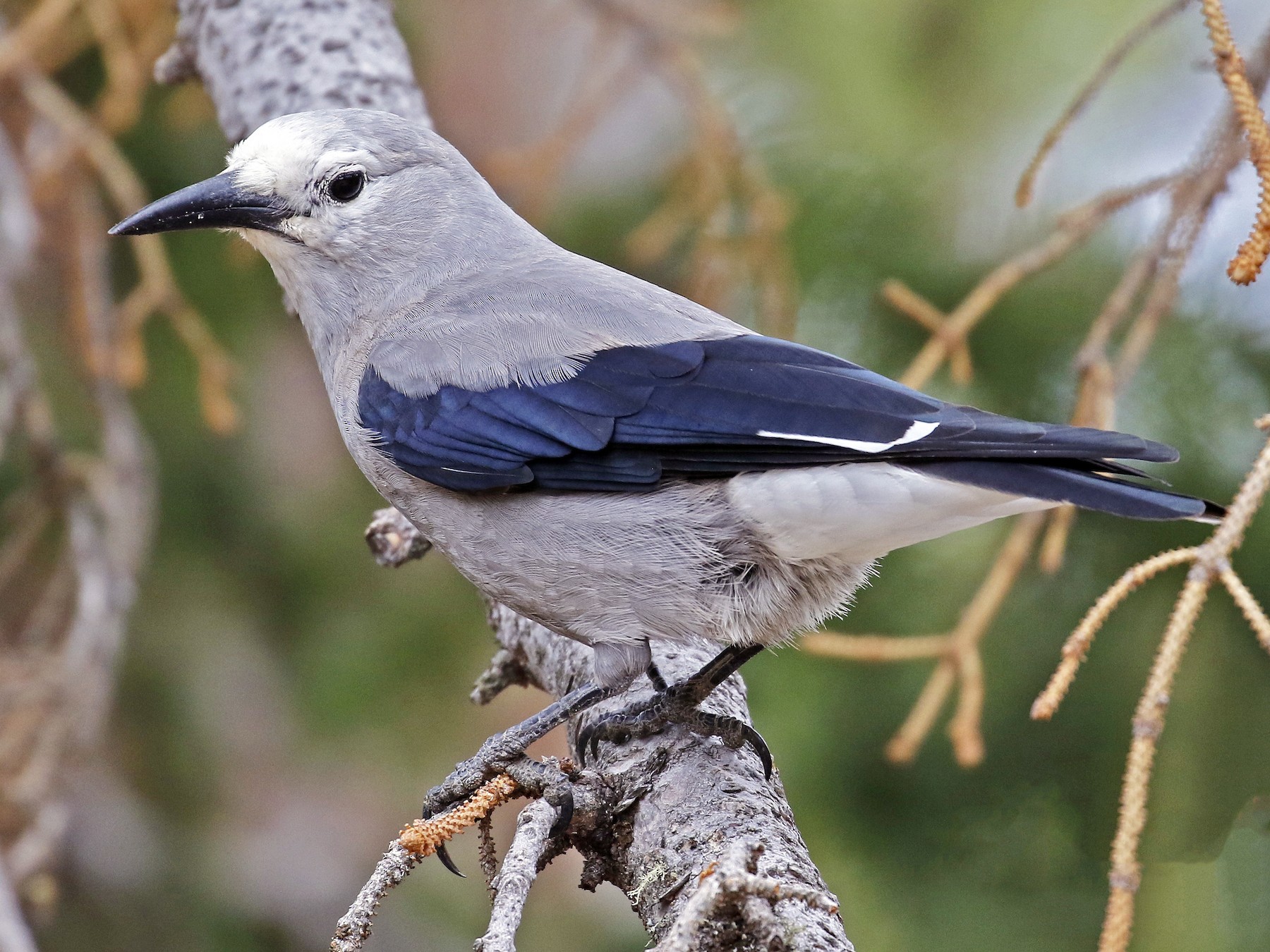 Clark's Nutcracker - Tammy McQuade