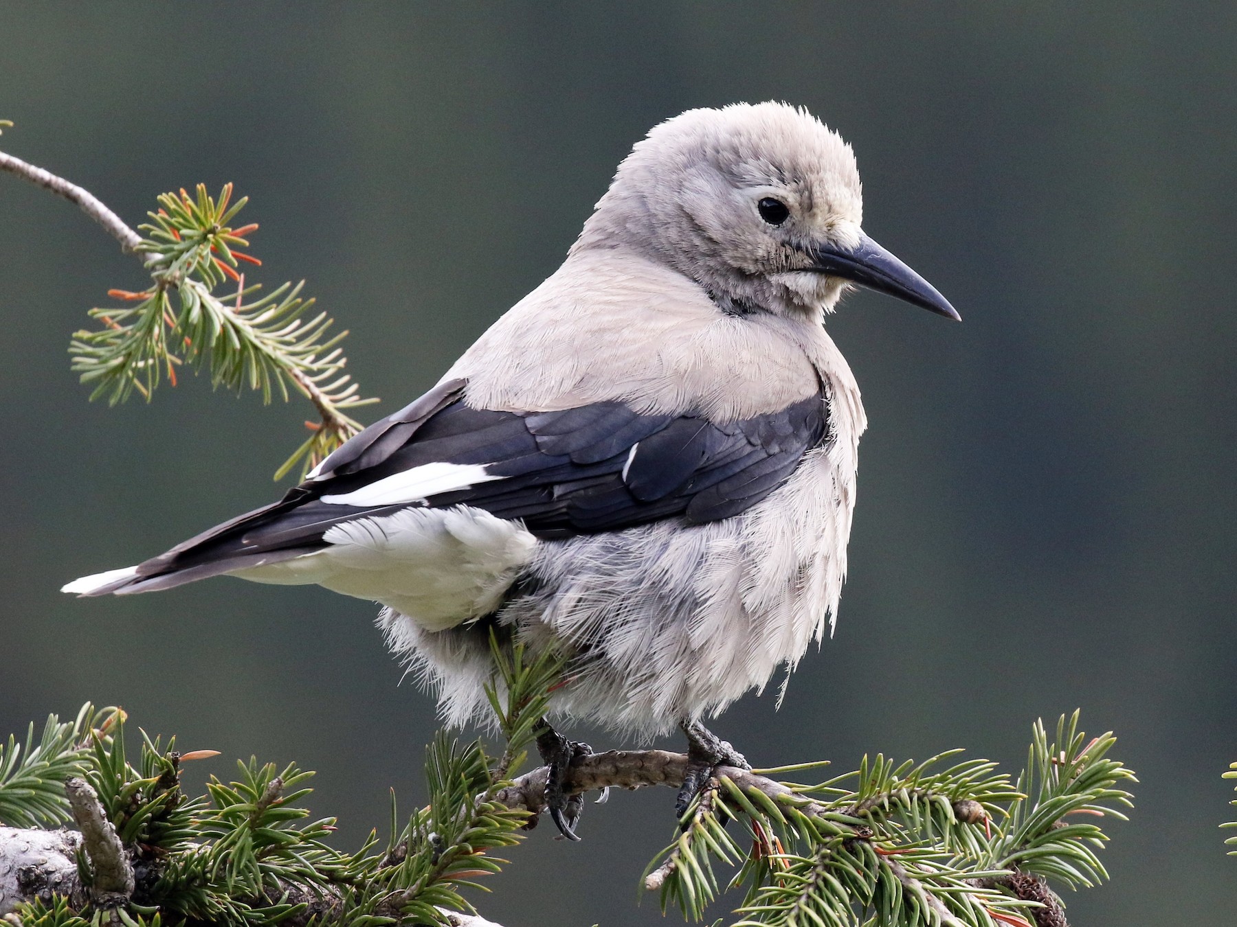 Clark's Nutcracker - Eric Gustafson