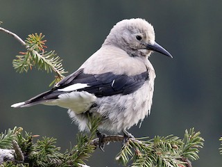 ハイイロホシガラス - eBird