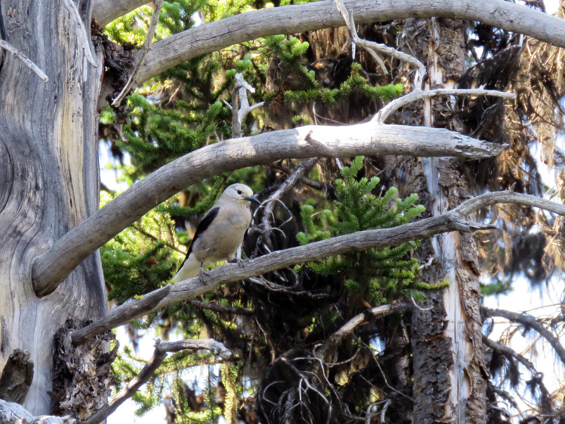 Clark's Nutcracker - Dave Slager