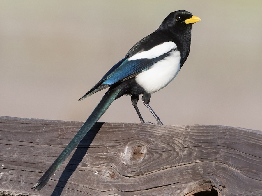 Yellow-billed Magpie - eBird