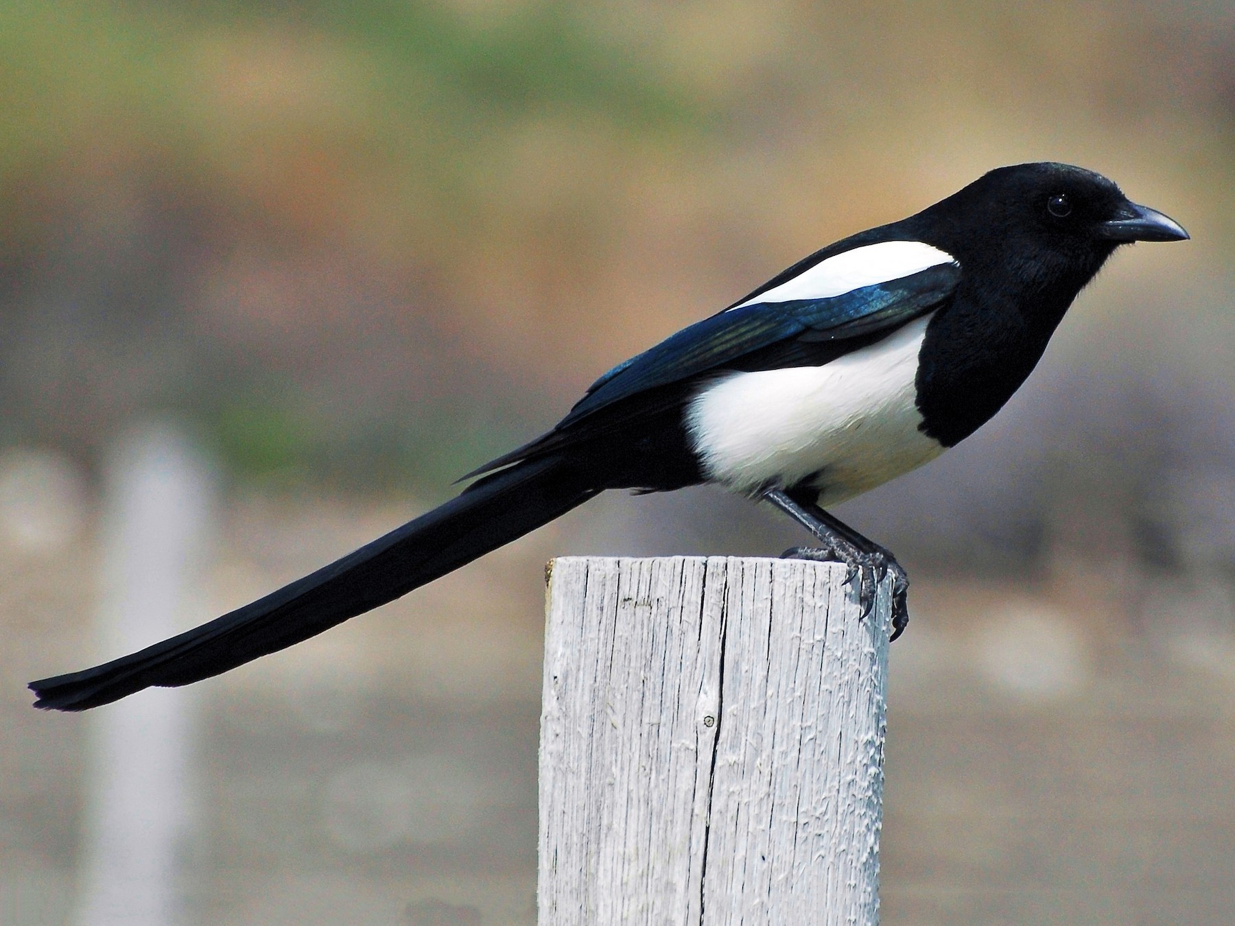 Black-billed Magpie - EBird