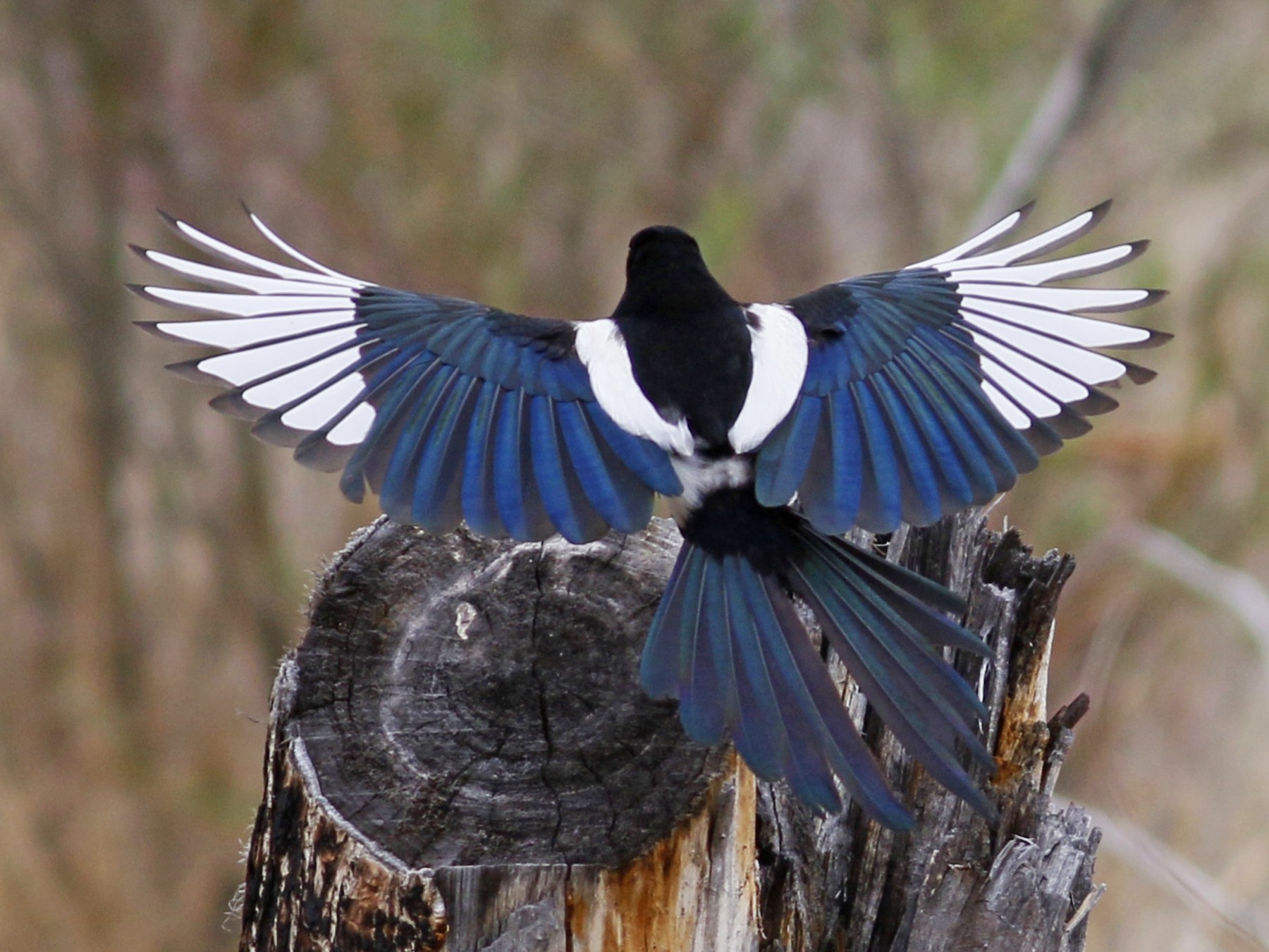 Black-billed Magpie - John C Sullivan