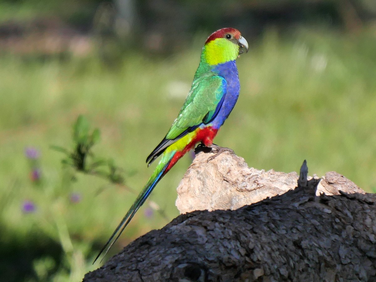 Red-capped Parrot - Peter Lowe