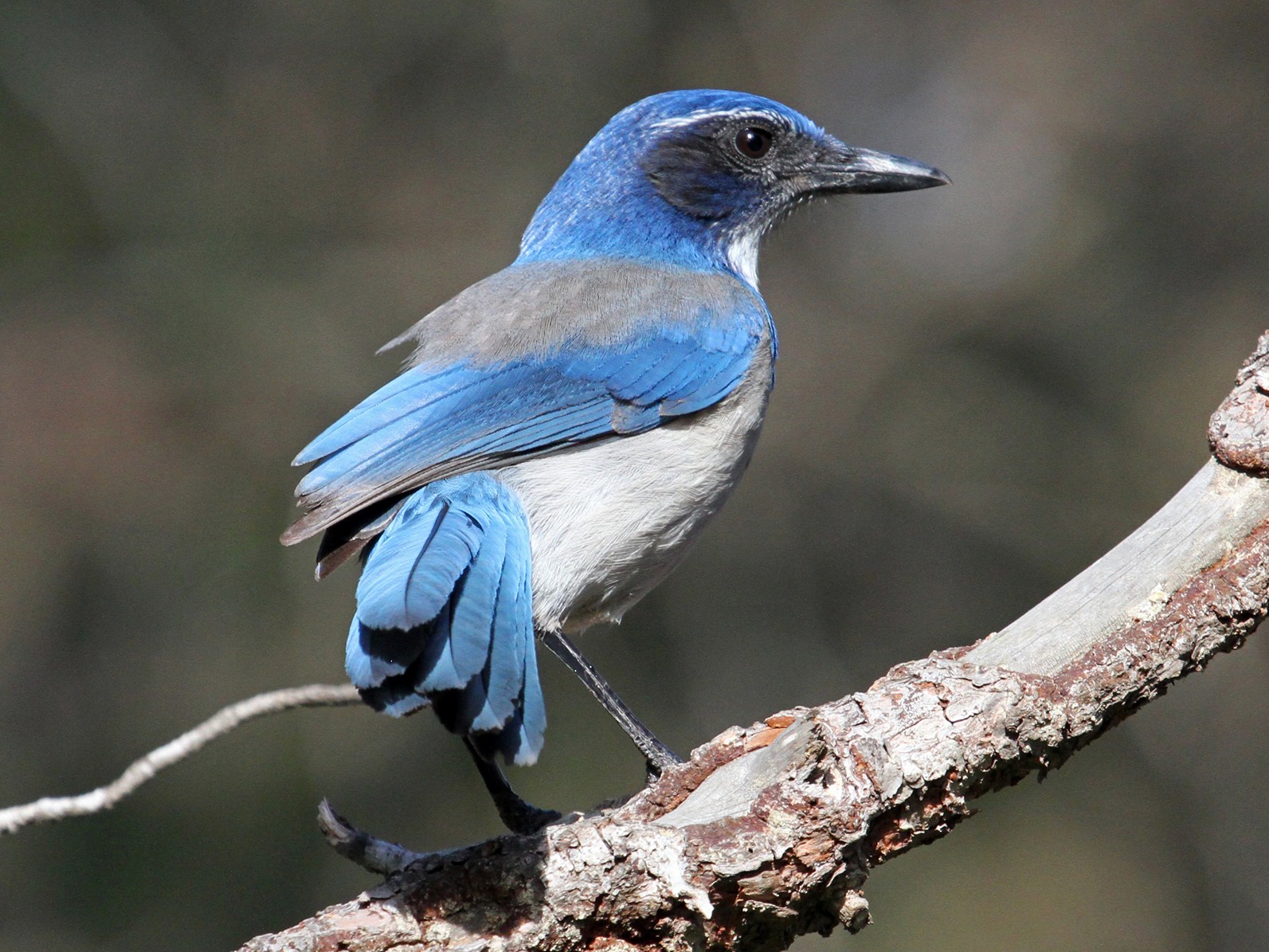 Chara Californiana - eBird