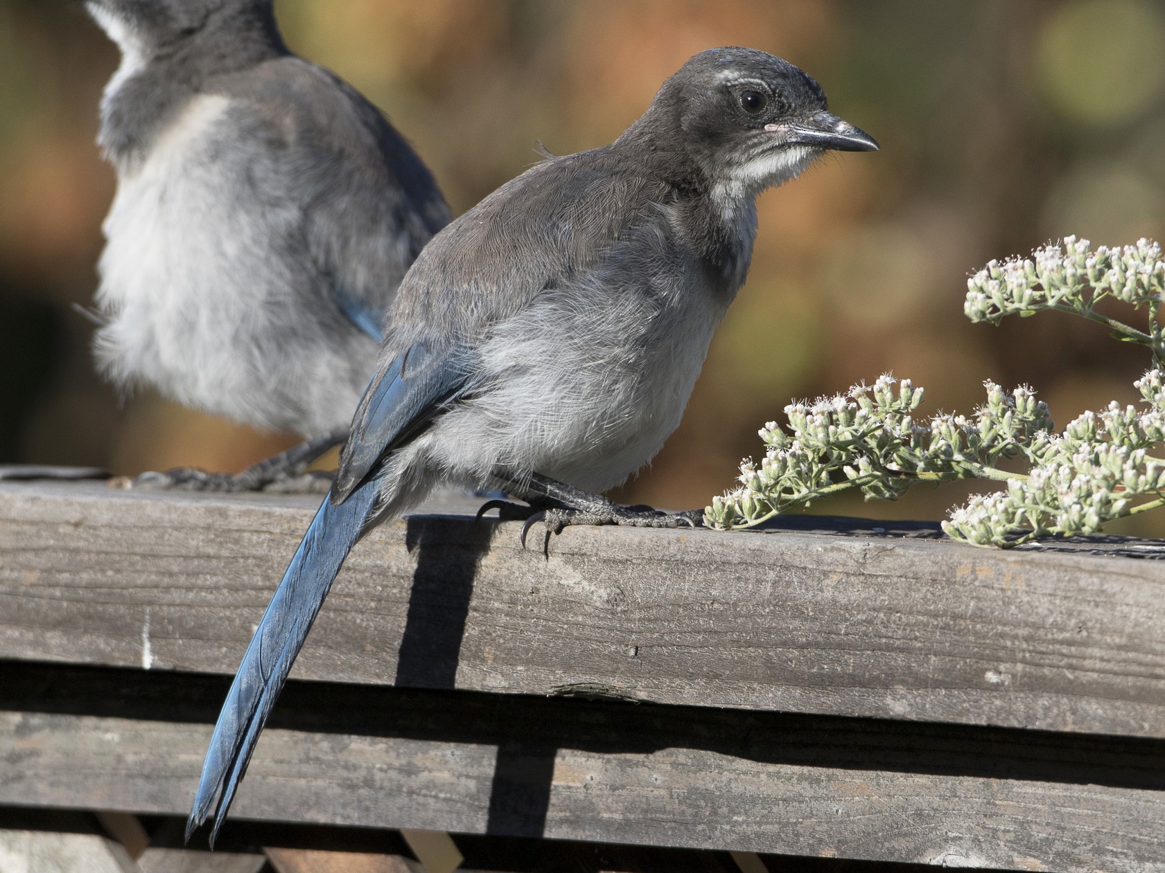 California Scrub-Jay - eBird