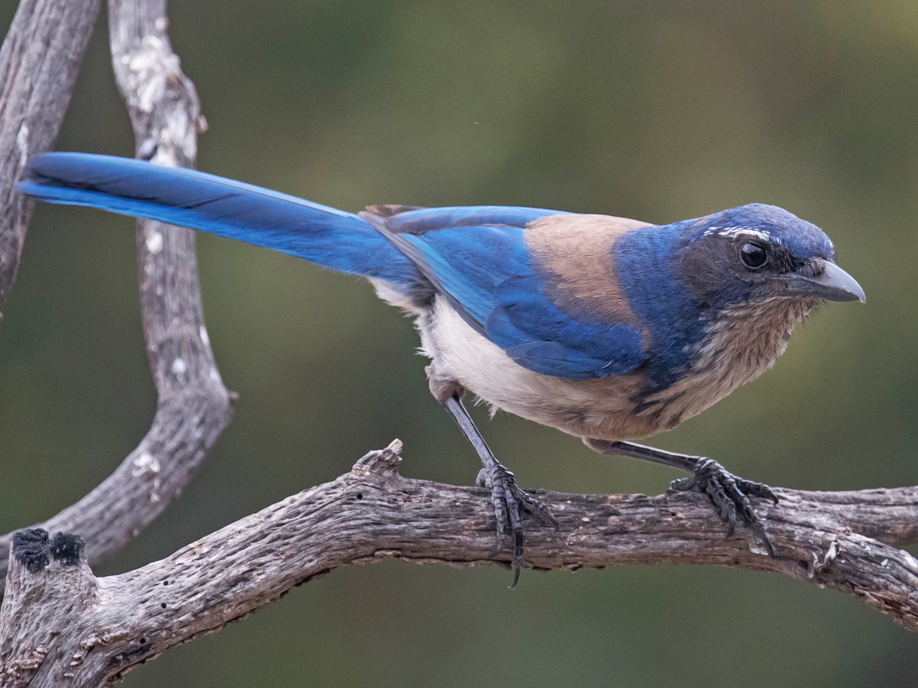 California Scrub-Jay - eBird