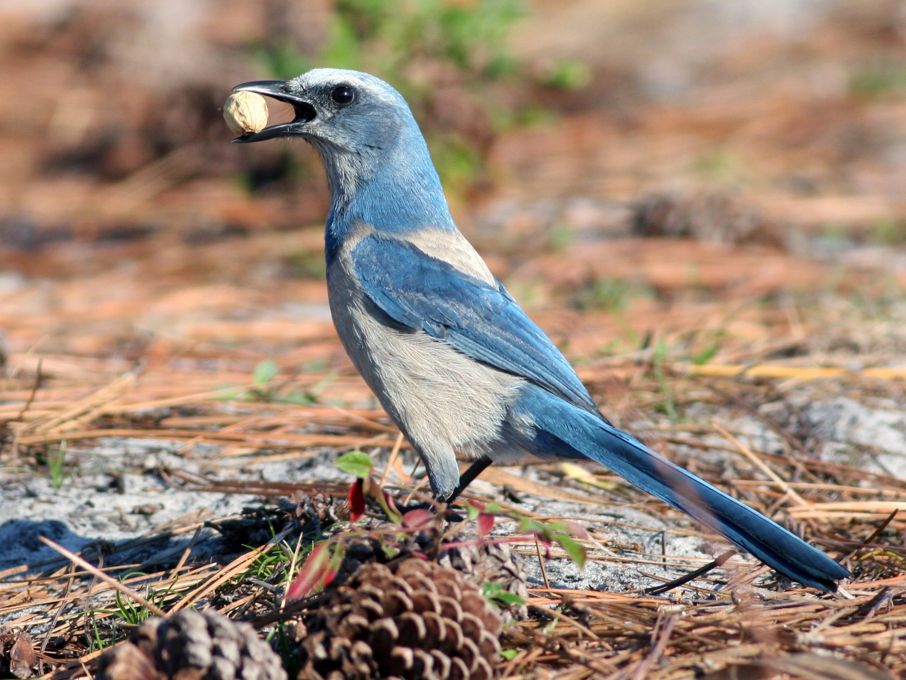 Florida Scrub-Jay - Nate Swick