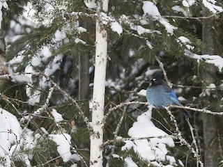 ステラーカケス - eBird