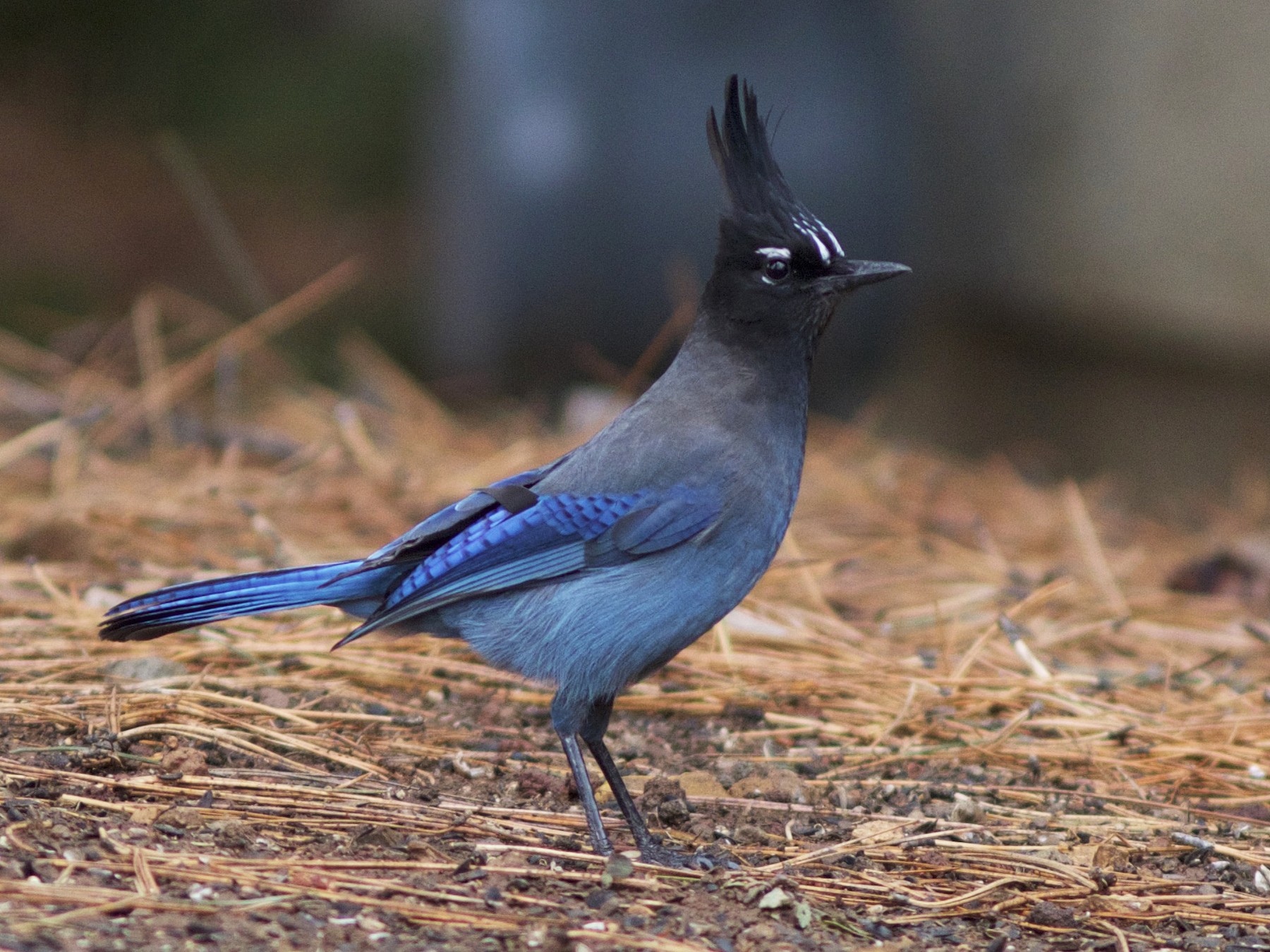 Steller's Jay