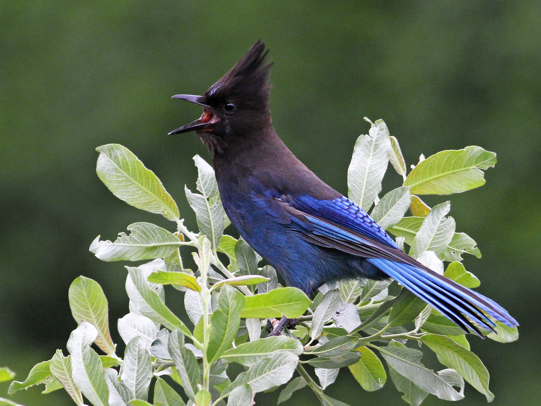 Birds of the Sierra: Steller's Jay