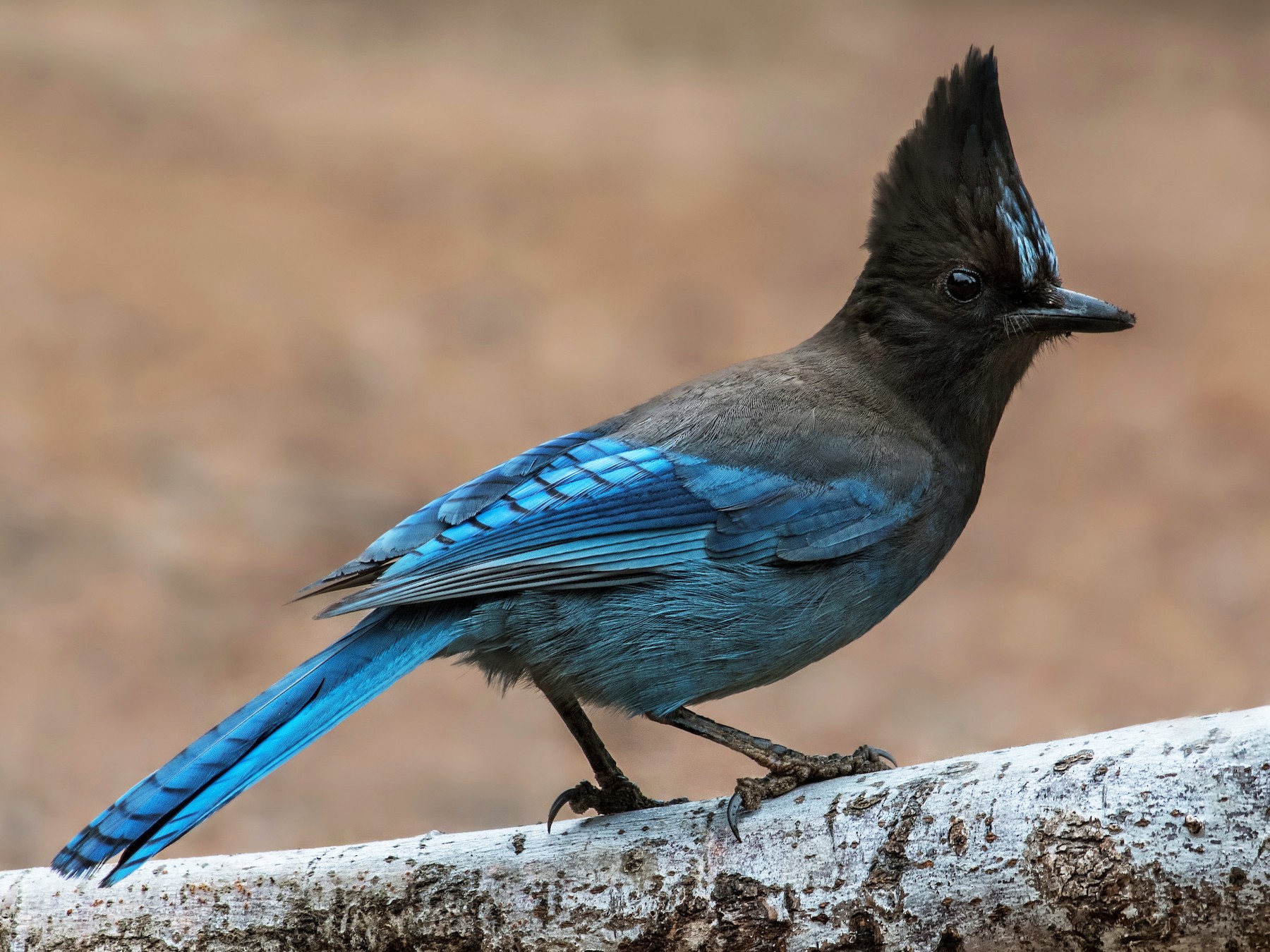 Steller S Jay Profile Fly Facts Range Feather Traits Eggs   1800