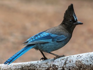 Blue Jay - Cyanocitta cristata - Birds of the World