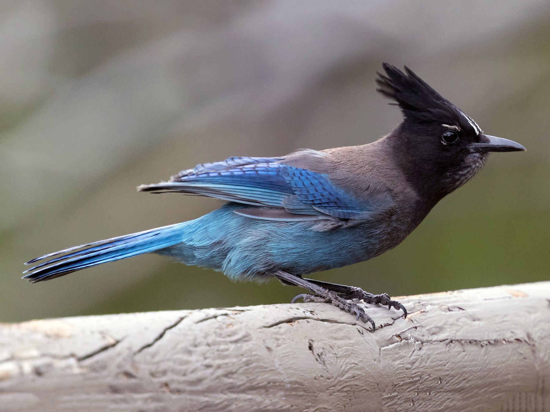 Birds of the Sierra: Steller's Jay