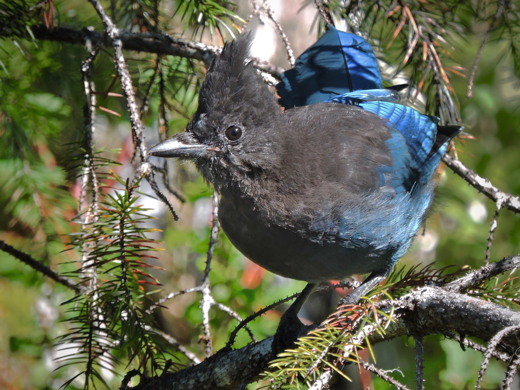 Steller's Jay - eBird