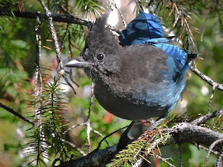 【カケスページ】 ステラーカケス (Cyanocitta stelleri) - Picture Bird