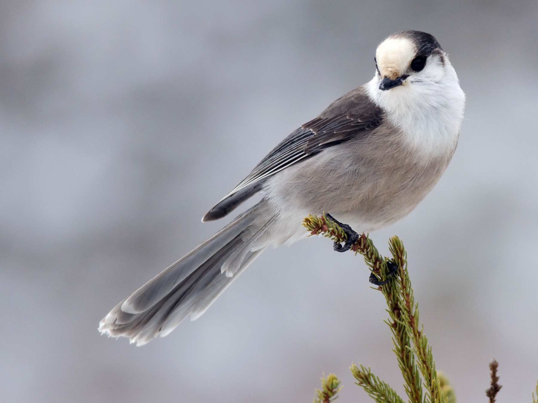 Canada Jay - Alix d'Entremont