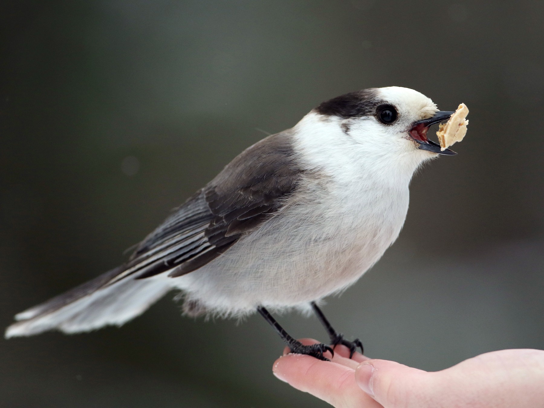 Gray jay, bird