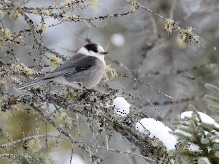  - Canada Jay (Boreal)