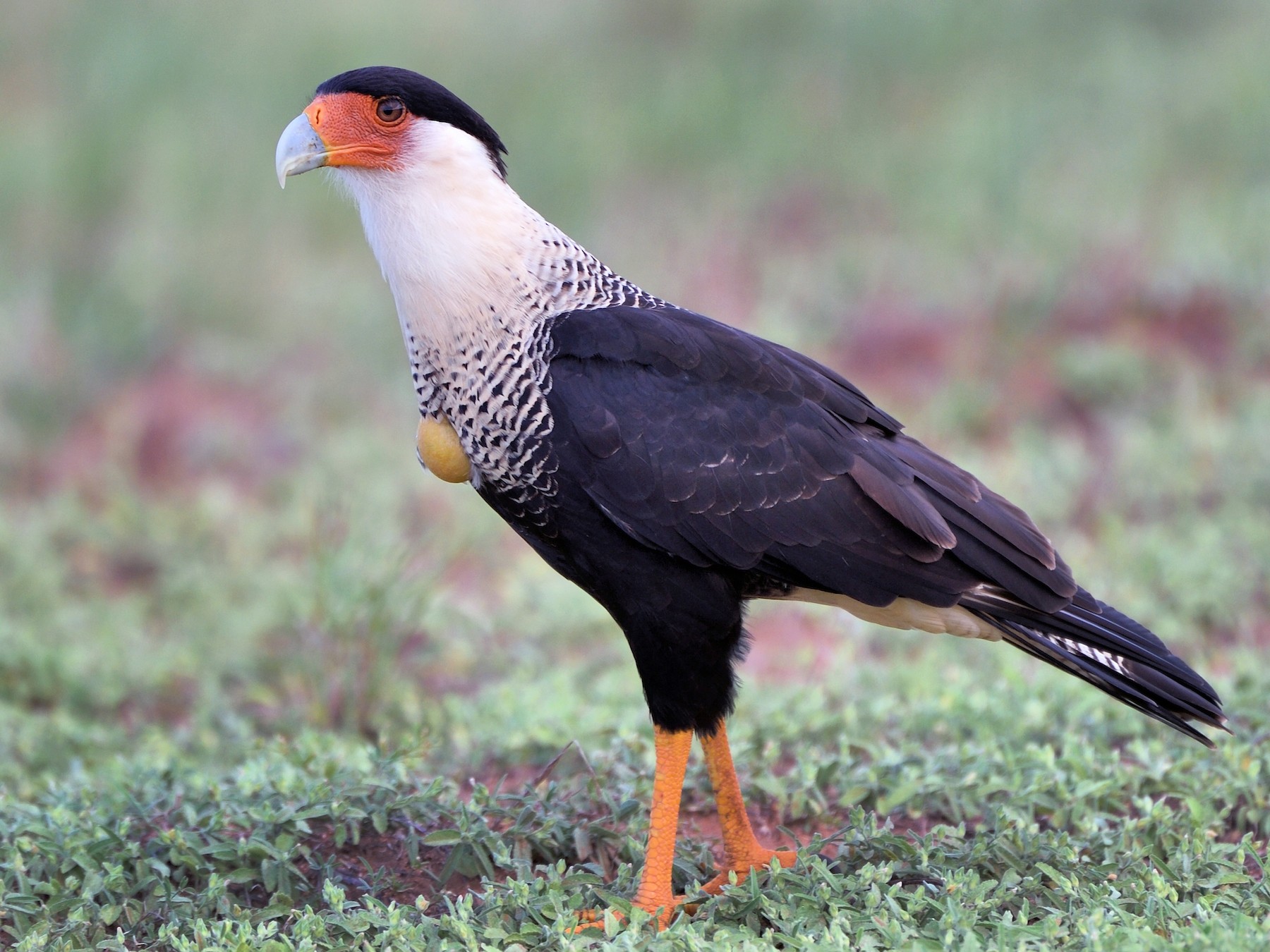 Crested Caracara (Northern) - Michiel Oversteegen