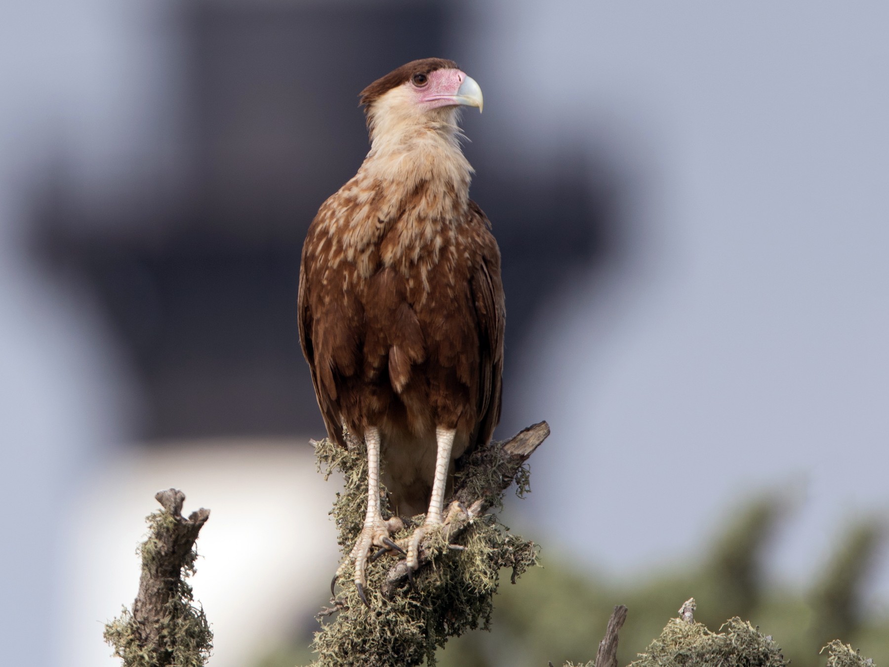 Crested Caracara (Northern) - Ryan Sanderson