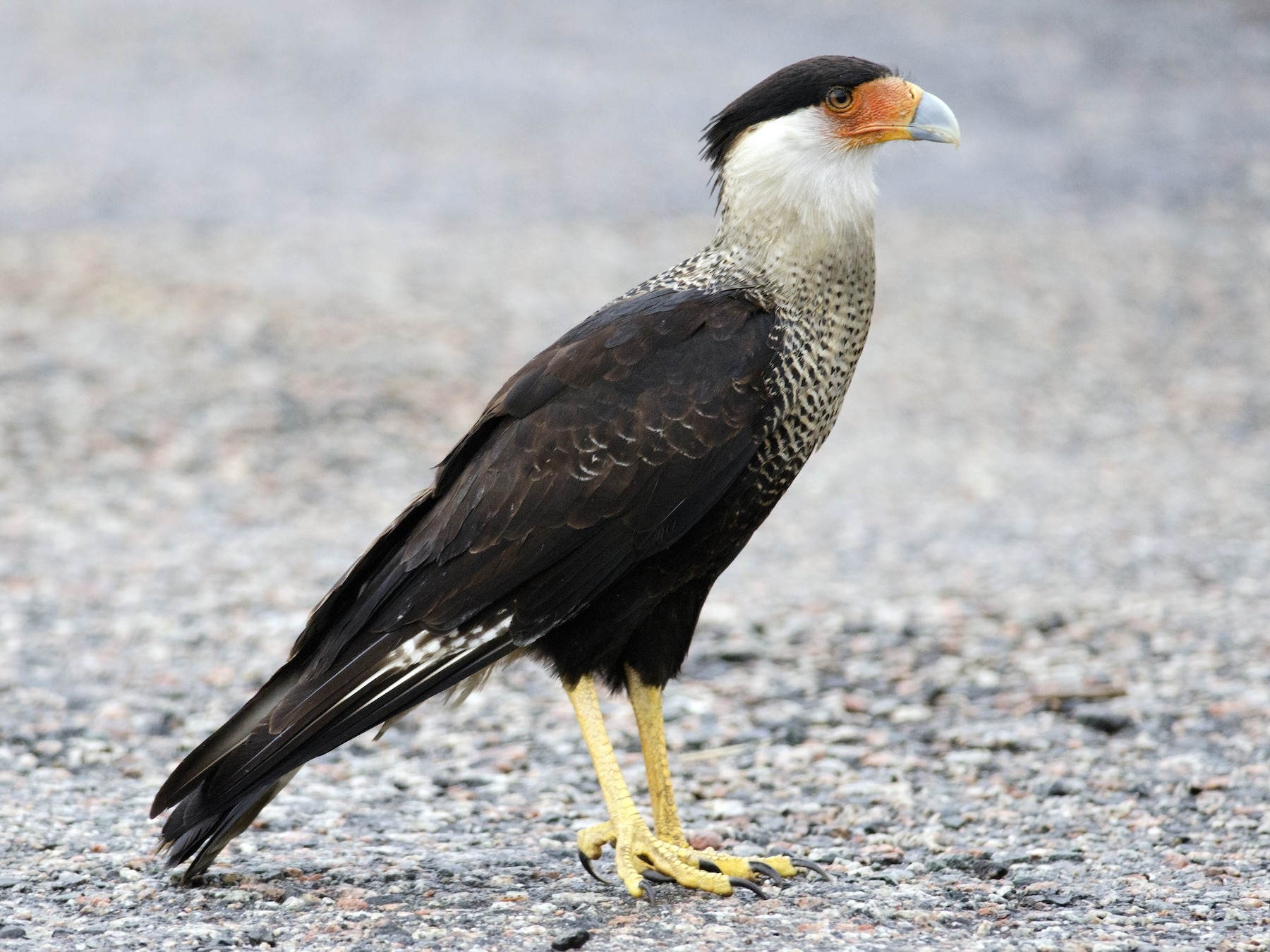 Crested Caracara - Joshua Vandermeulen