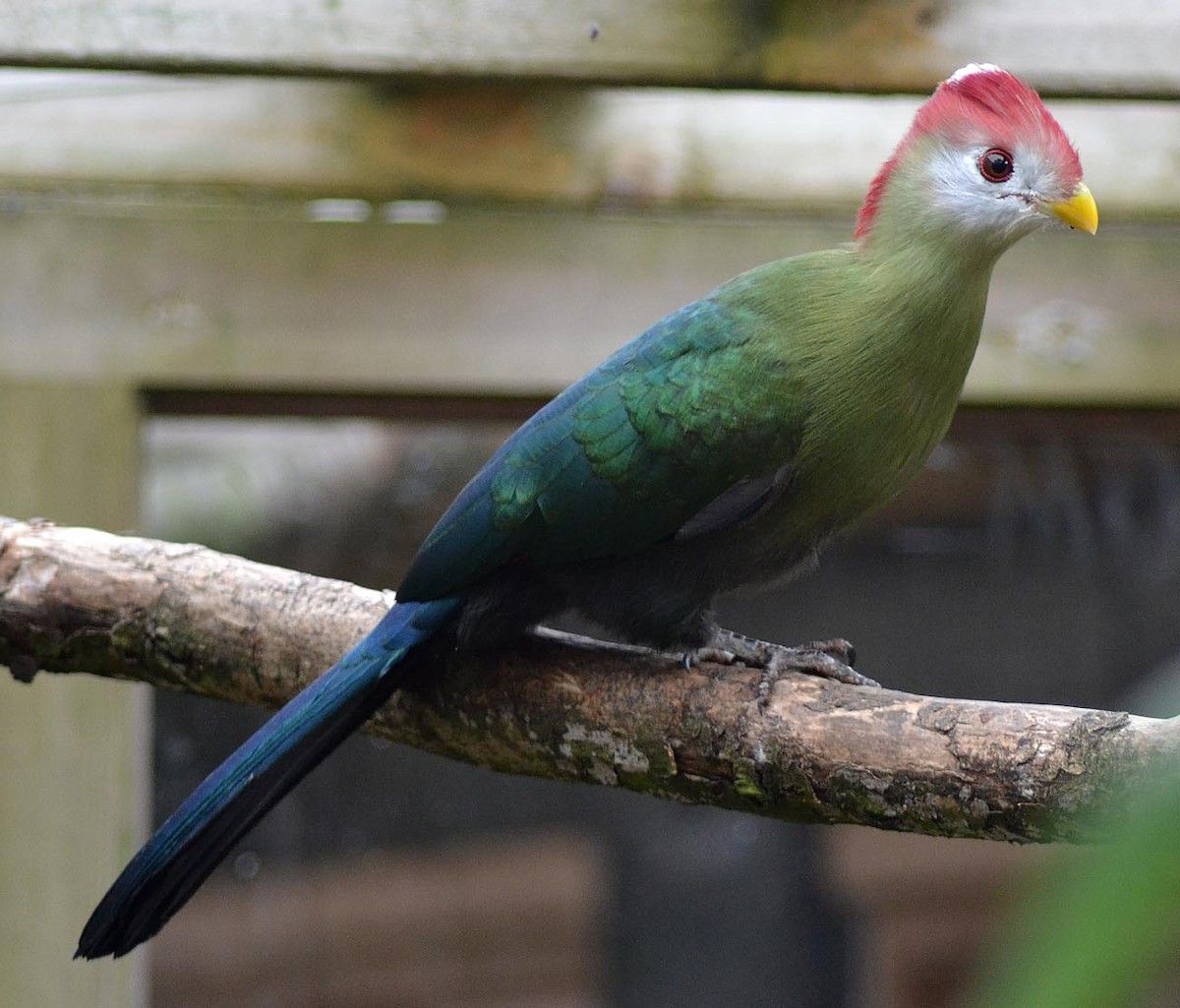 Red-crested Turaco - A Emmerson
