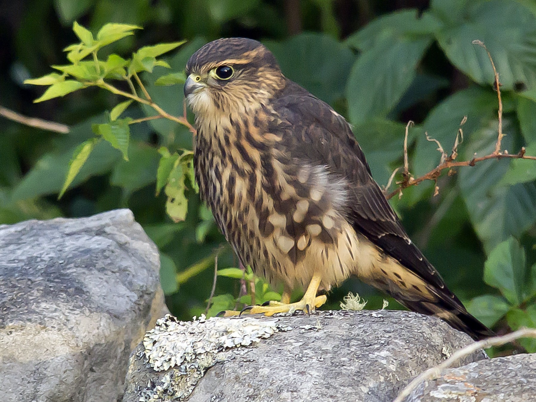Merlin eBird