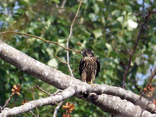 コチョウゲンボウ - eBird