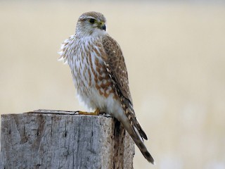 Weibchen / Immature (Prairie) - Joel Adams - ML70585561