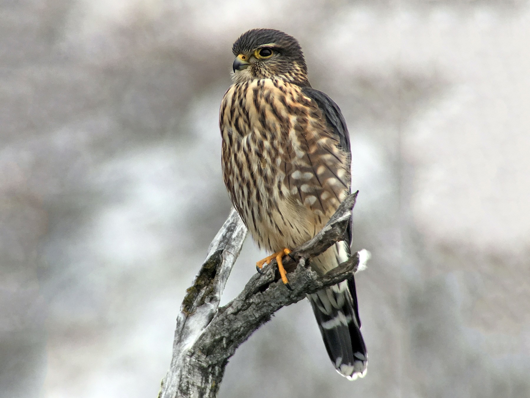 Merlin ebird