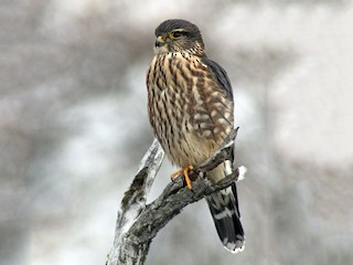 Adult male (Taiga) - Tim Lenz - ML70585571