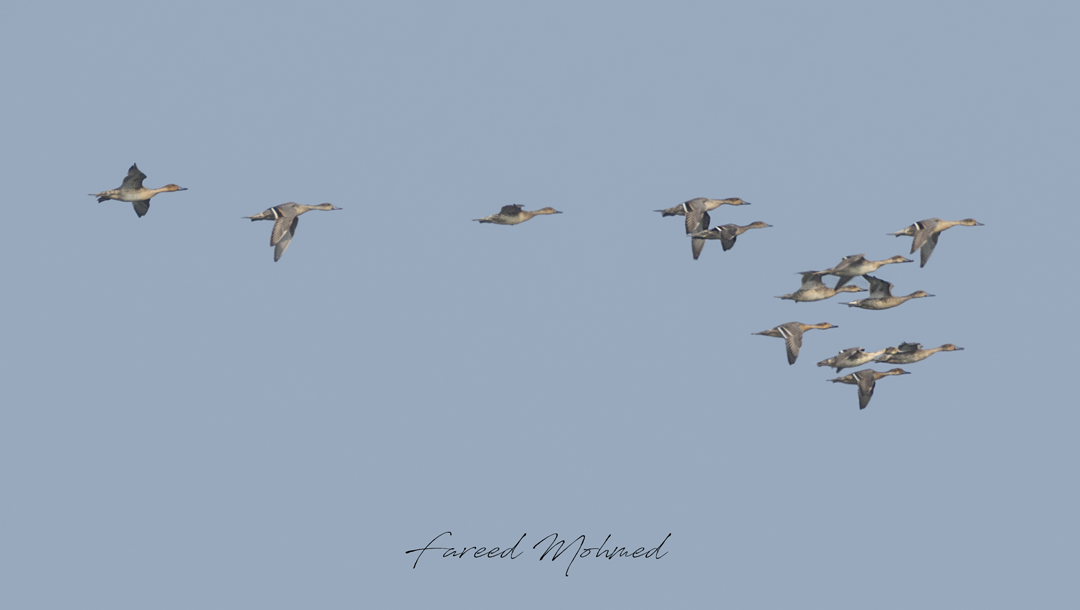 Northern Pintail - Fareed Mohmed
