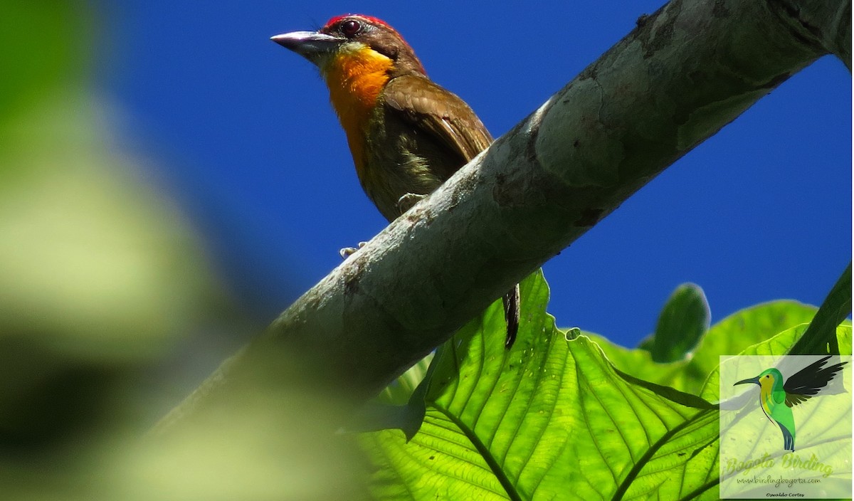 Scarlet-crowned Barbet - Anonymous