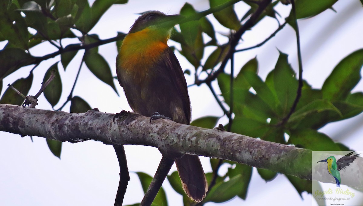 Scarlet-crowned Barbet - Anonymous