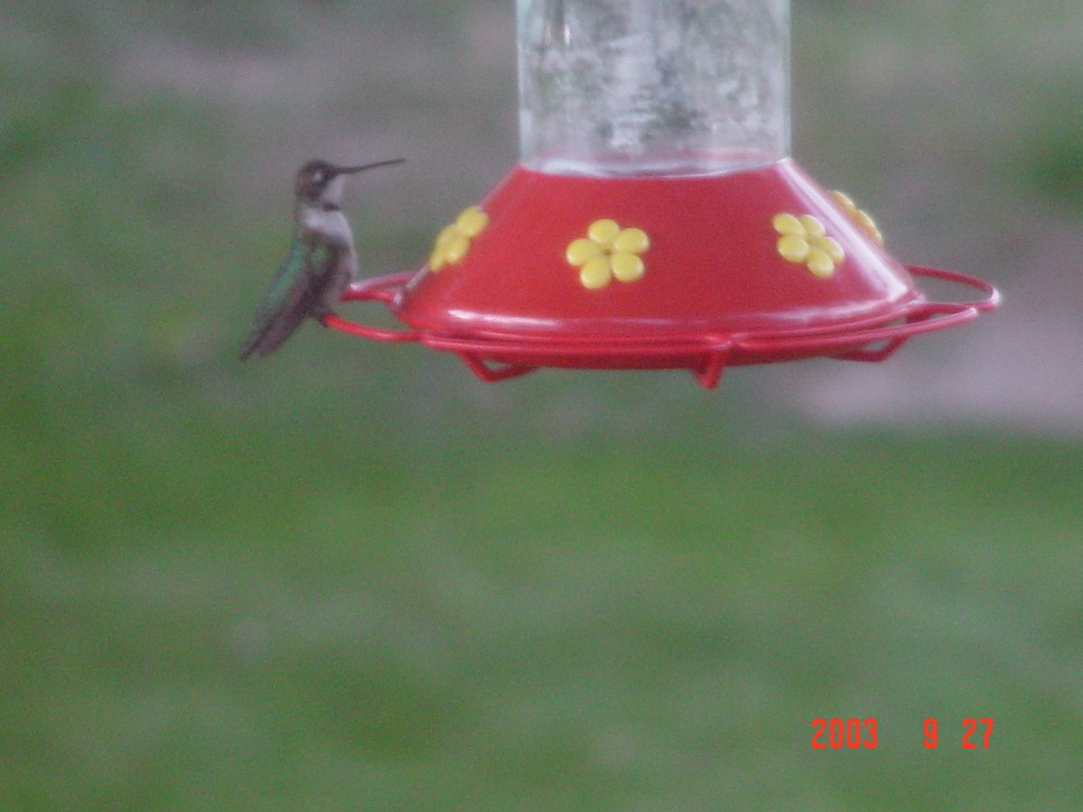 Ruby-throated Hummingbird - Coen Dexter