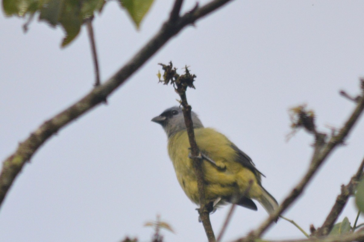 Yellow-winged Tanager - ML70587421