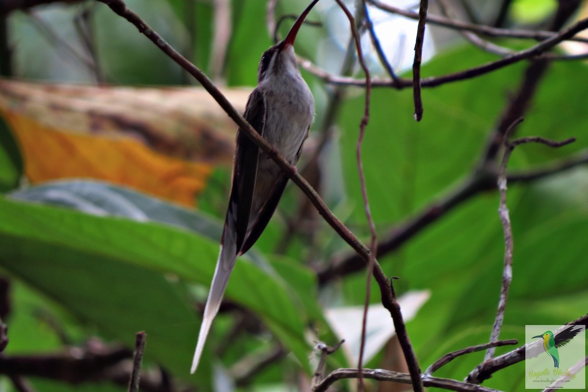 Sooty-capped Hermit - ML705881