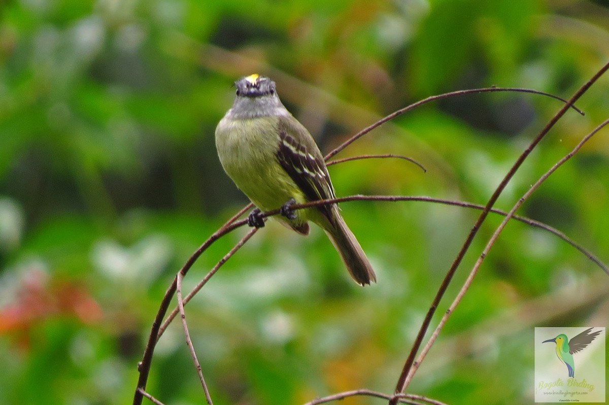 Yellow-crowned Tyrannulet - ML705886